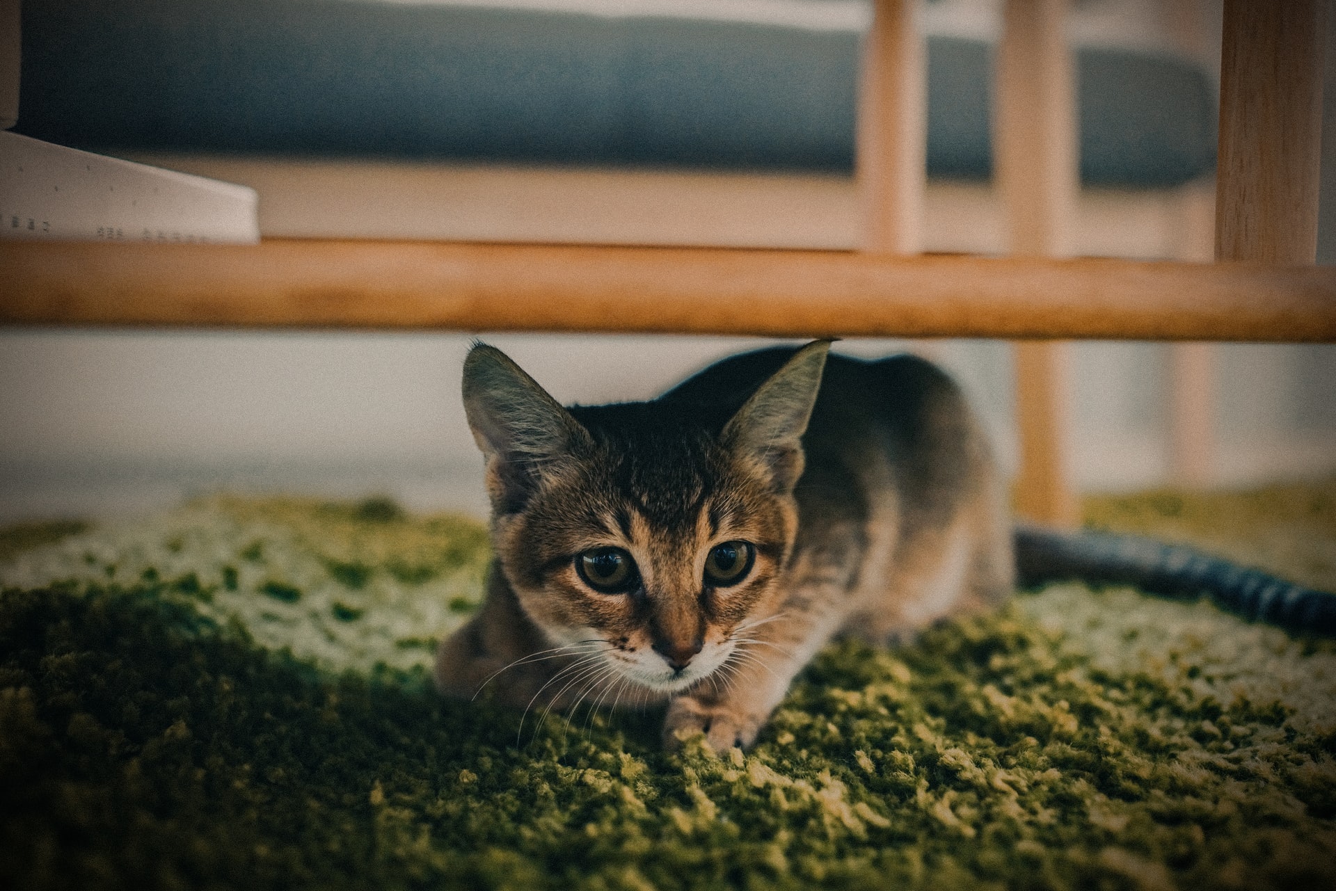 Les meilleurs tapis pour animaux de compagnie-1