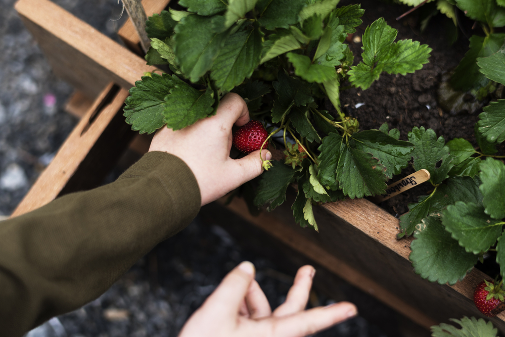 Le meilleur sol pour les fraises-1