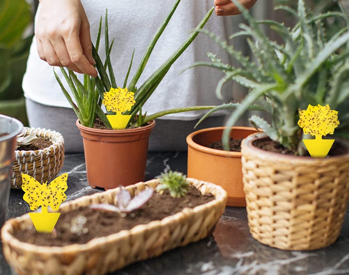 15 essentiels pour les parents de plantes débutants : ce dont chaque nouveau propriétaire de plante a besoin-8