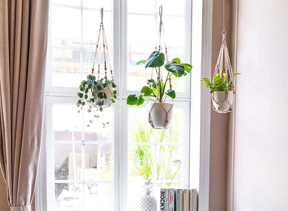 15 essentiels pour les parents de plantes débutants : ce dont chaque nouveau propriétaire de plante a besoin-9