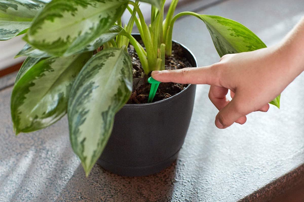 15 essentiels pour les parents de plantes débutants : ce dont chaque nouveau propriétaire de plante a besoin-10