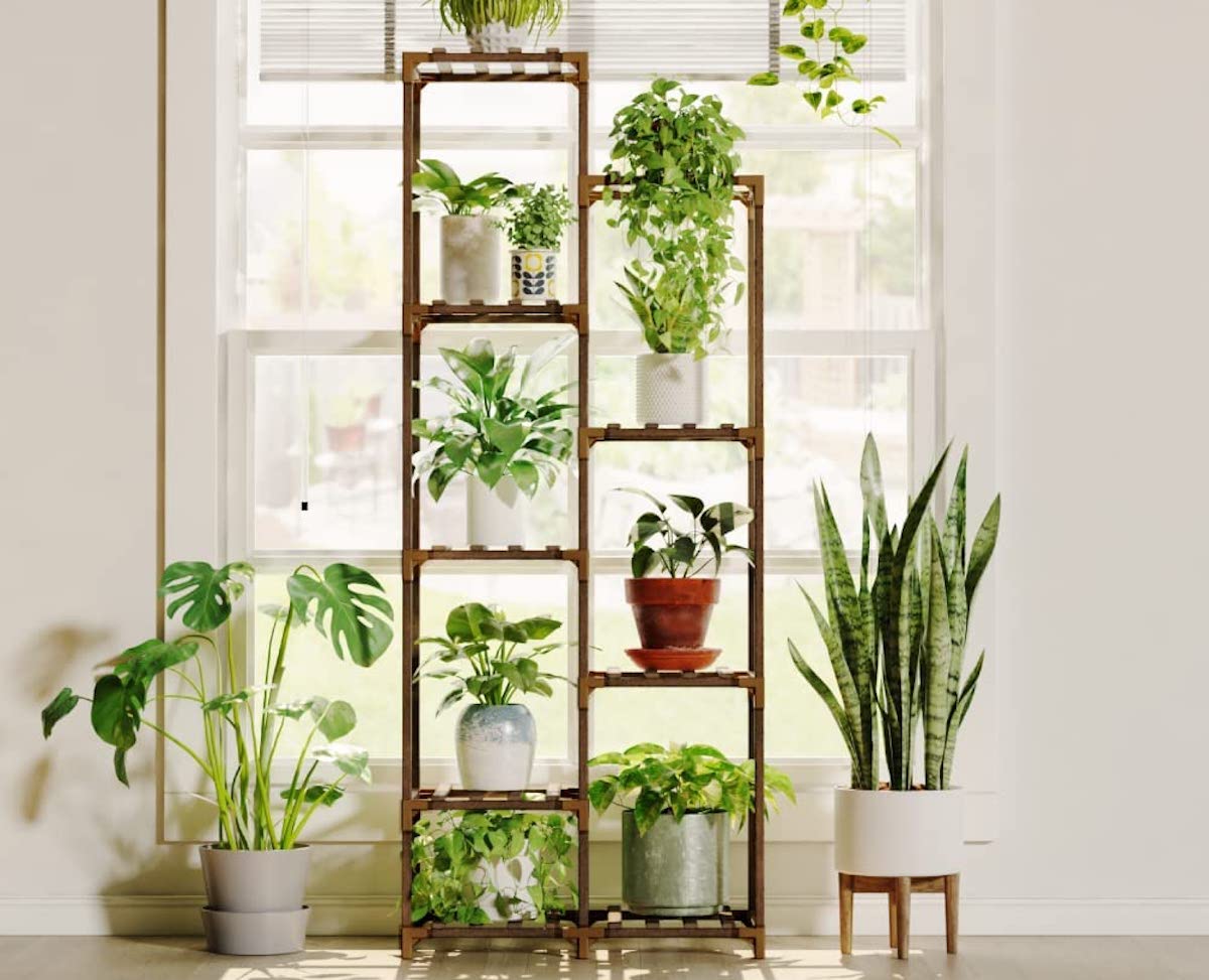 15 essentiels pour les parents de plantes débutants : ce dont chaque nouveau propriétaire de plante a besoin-7