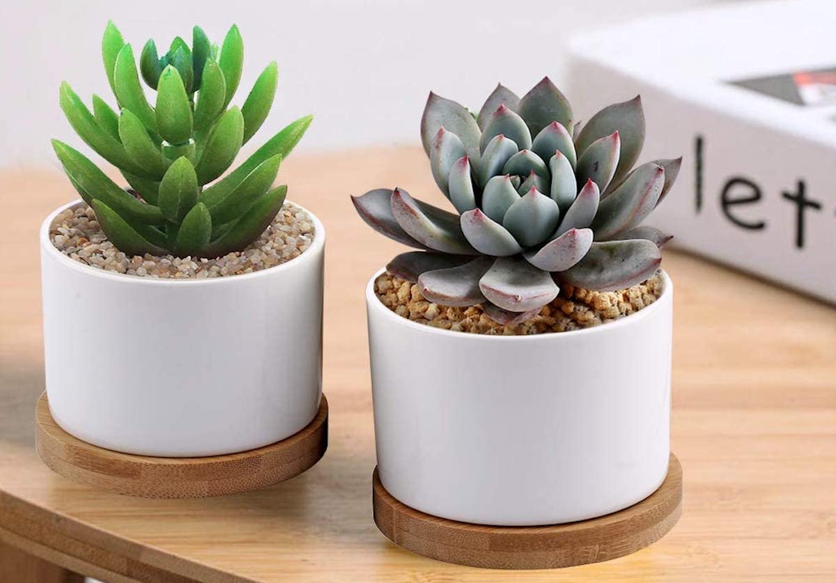 15 essentiels pour les parents de plantes débutants : ce dont chaque nouveau propriétaire de plante a besoin-14