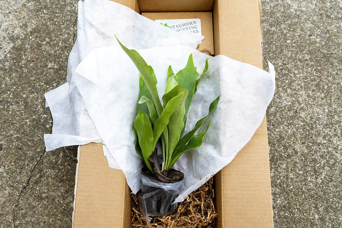 Les meilleures boîtes d'abonnement pour plantes, testées et évaluées