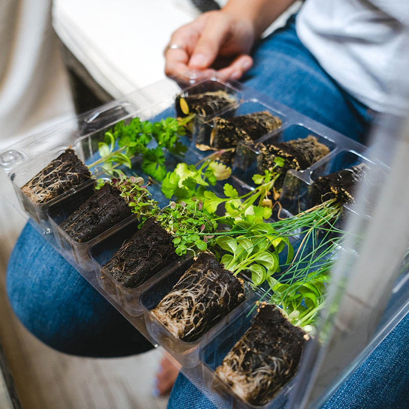 Les meilleures boîtes d'abonnement de jardinage pour les pouces verts et les débutants-8