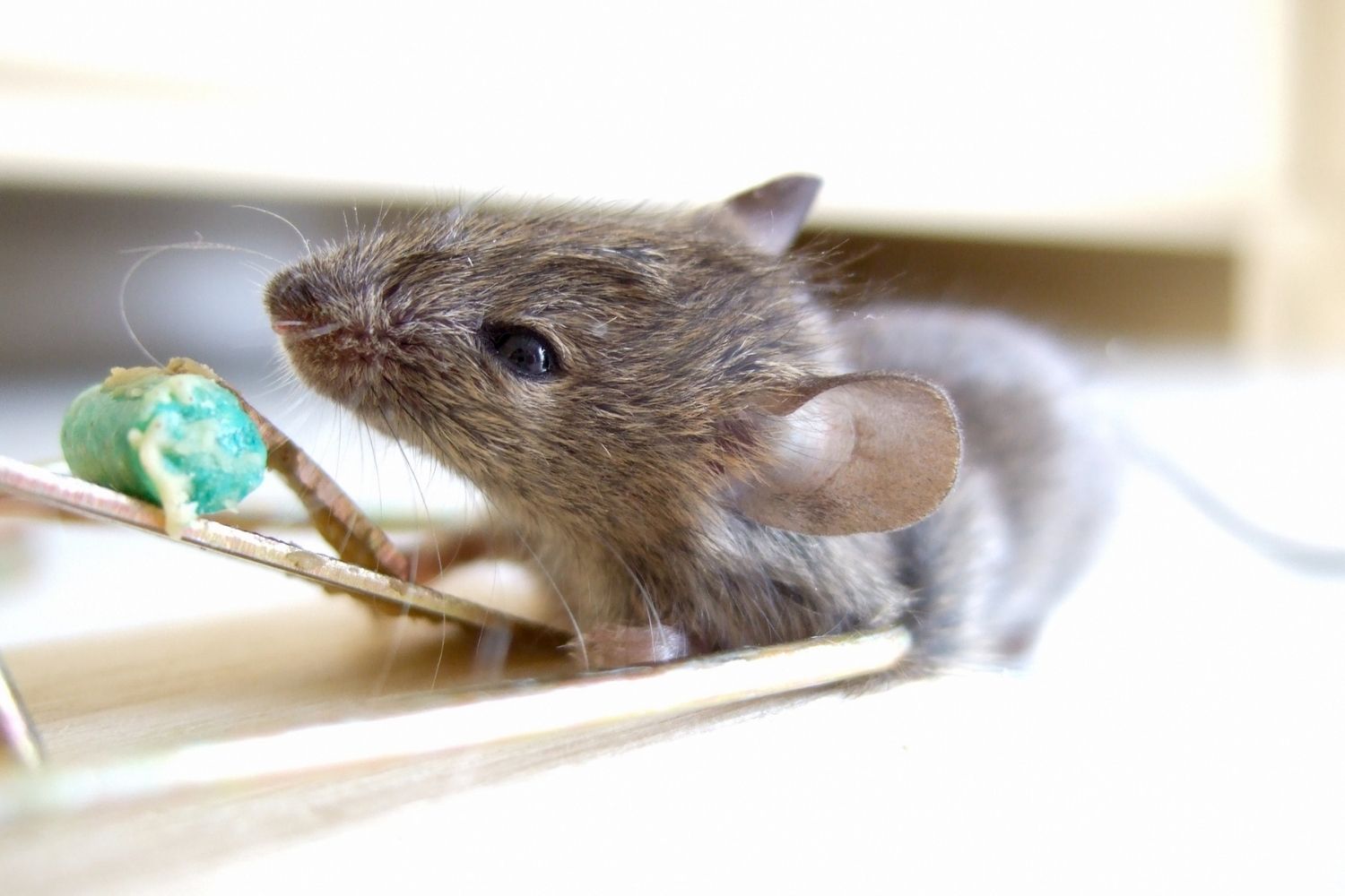 Les meilleurs poisons contre les rats, testés