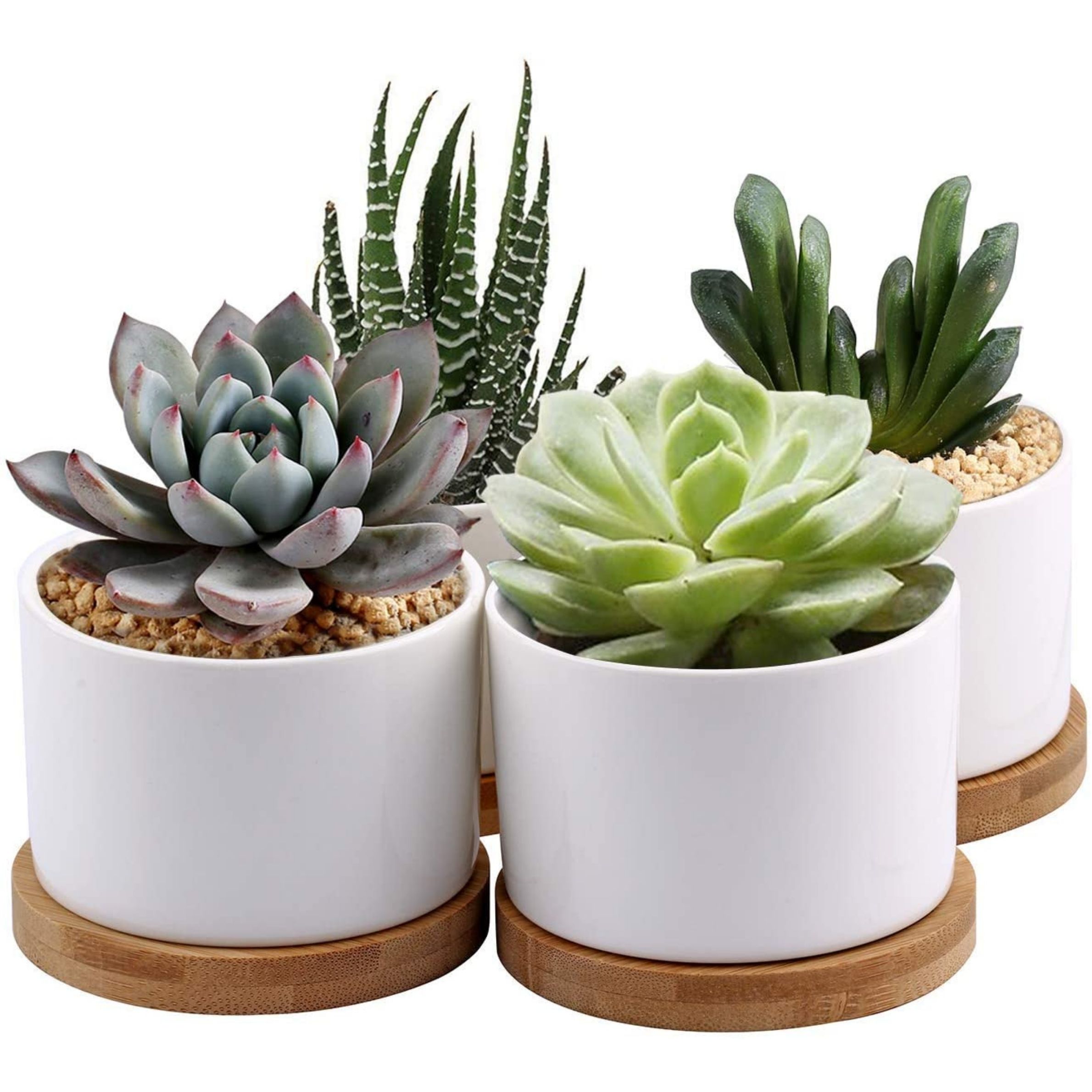 Les meilleurs pots pour plantes succulentes-6