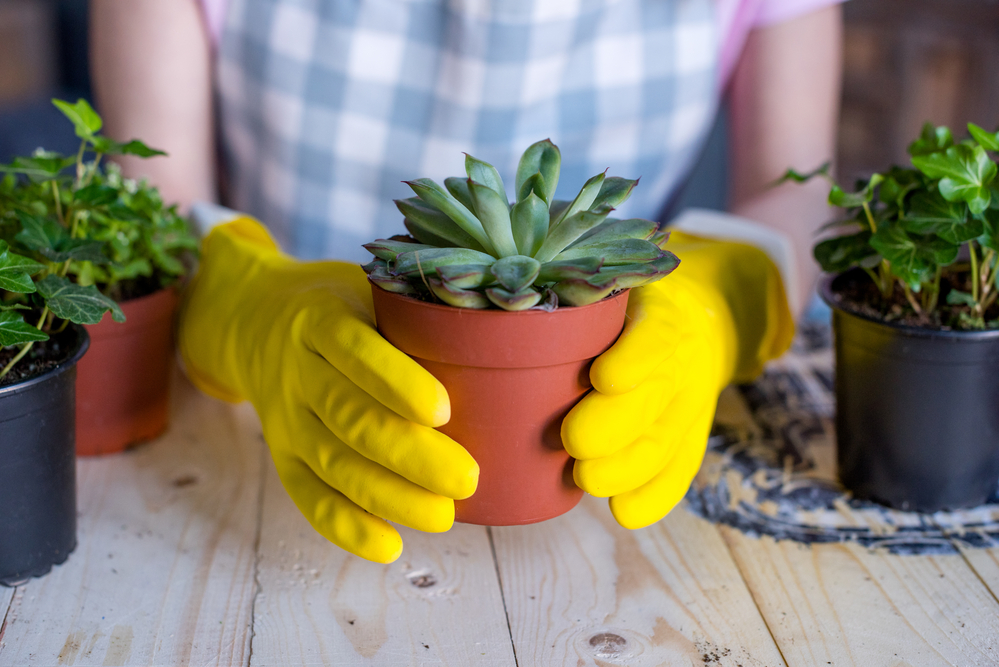 Les meilleurs pots pour plantes succulentes