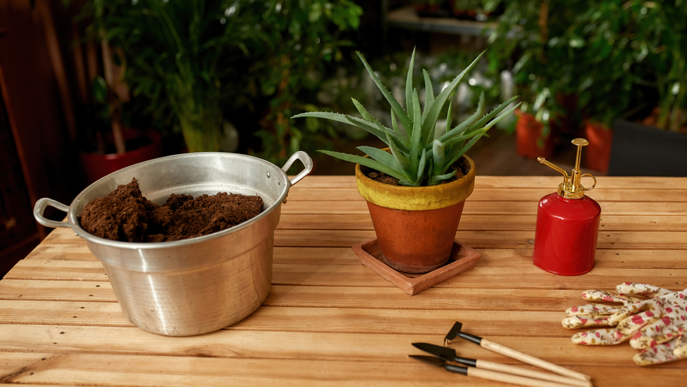 Le meilleur sol pour l'Aloe Vera