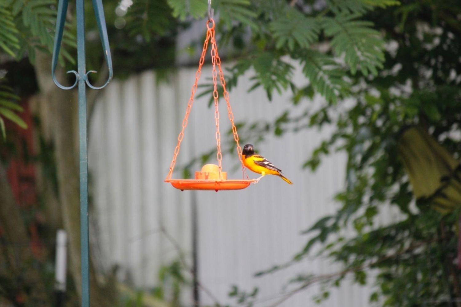 Les meilleures mangeoires pour orioles-1