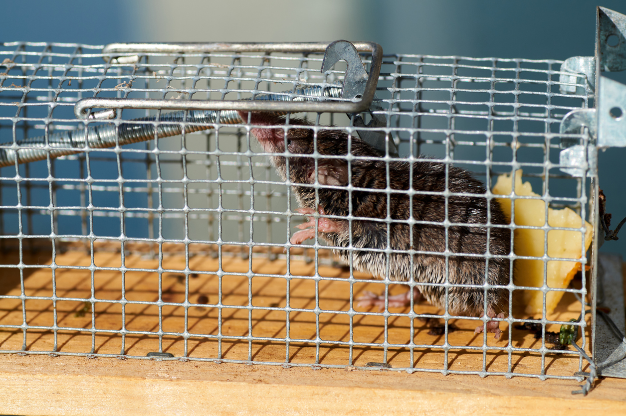 Les meilleurs pièges à rats pour la lutte antiparasitaire