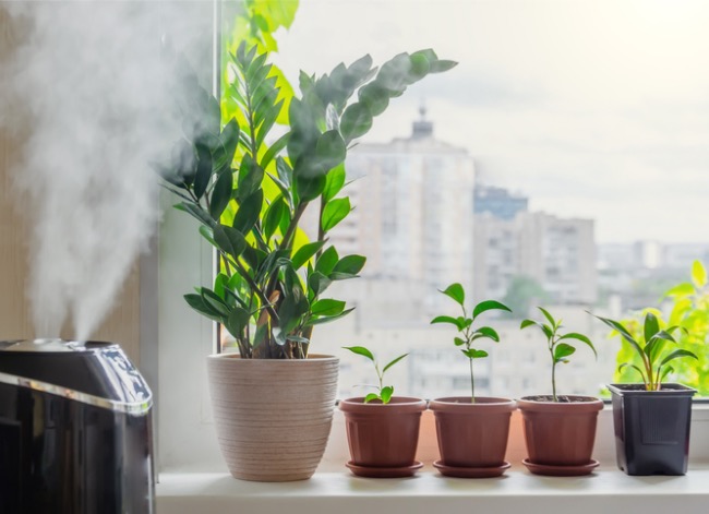 Les meilleurs humidificateurs pour plantes