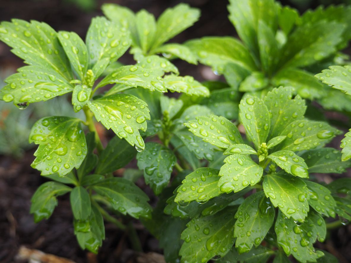 Résolu ! Les meilleures plantes pour lutter contre l'érosion