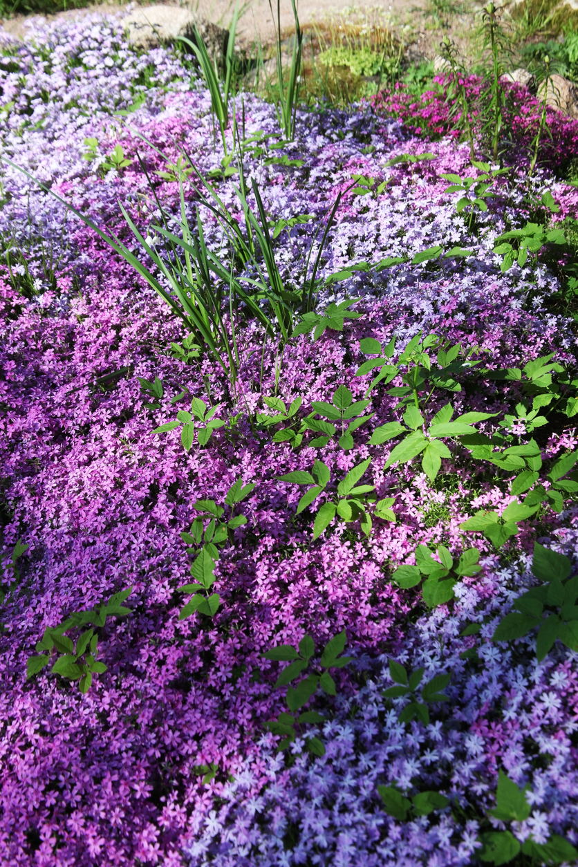 Résolu ! Les meilleures plantes pour lutter contre l'érosion-3