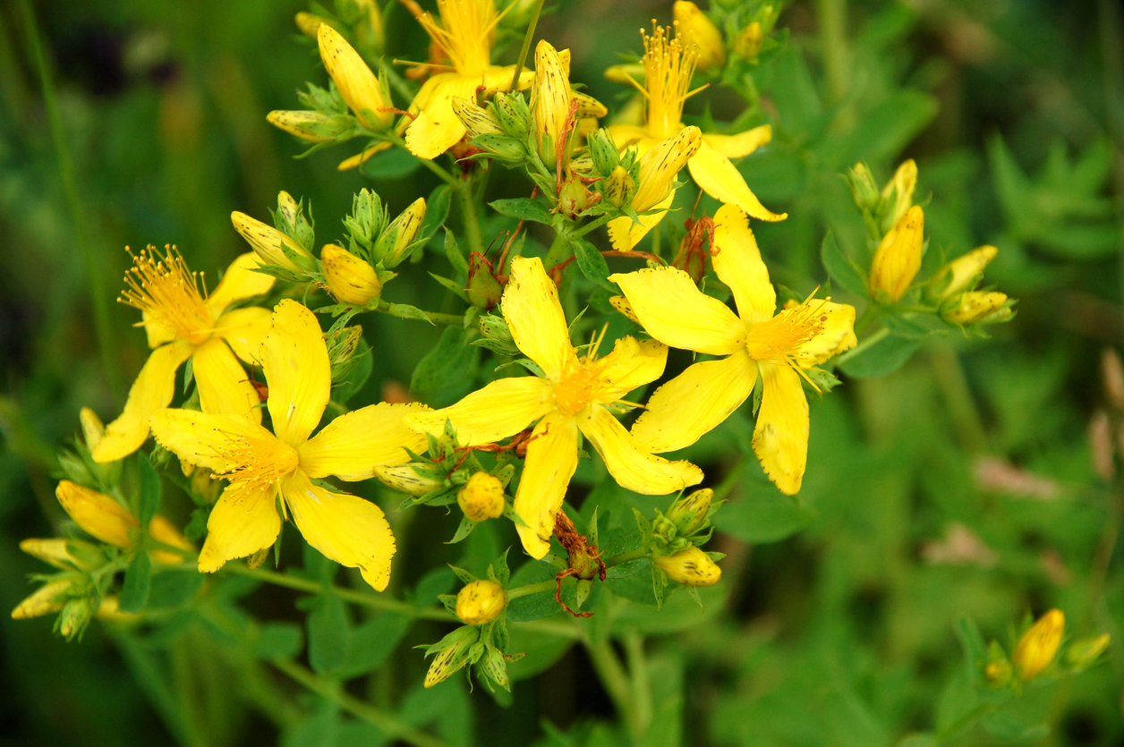 Résolu ! Les meilleures plantes pour lutter contre l'érosion-2