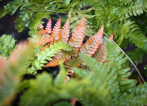 20 plantes à utiliser comme bordures de pelouse et de jardin-2