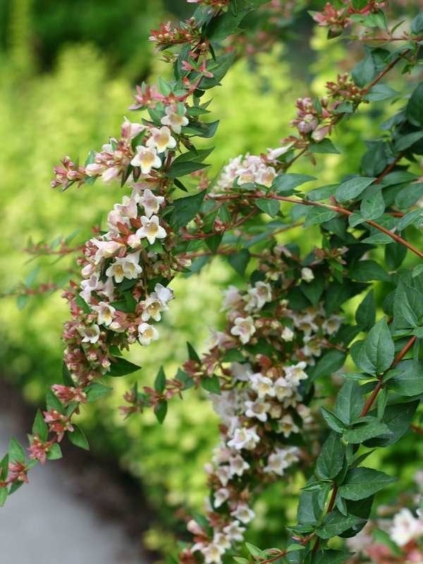 20 plantes à utiliser comme bordures de pelouse et de jardin-8