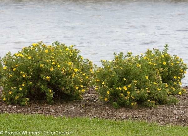 20 plantes à utiliser comme bordures de pelouse et de jardin-20