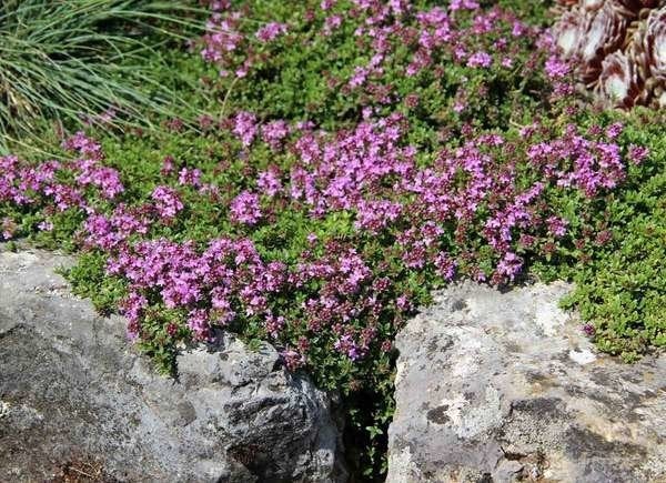 20 plantes à utiliser comme bordures de pelouse et de jardin-14