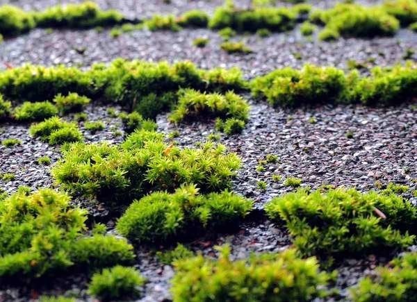 20 plantes à utiliser comme bordures de pelouse et de jardin-13