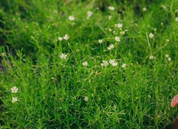 20 plantes à utiliser comme bordures de pelouse et de jardin-12