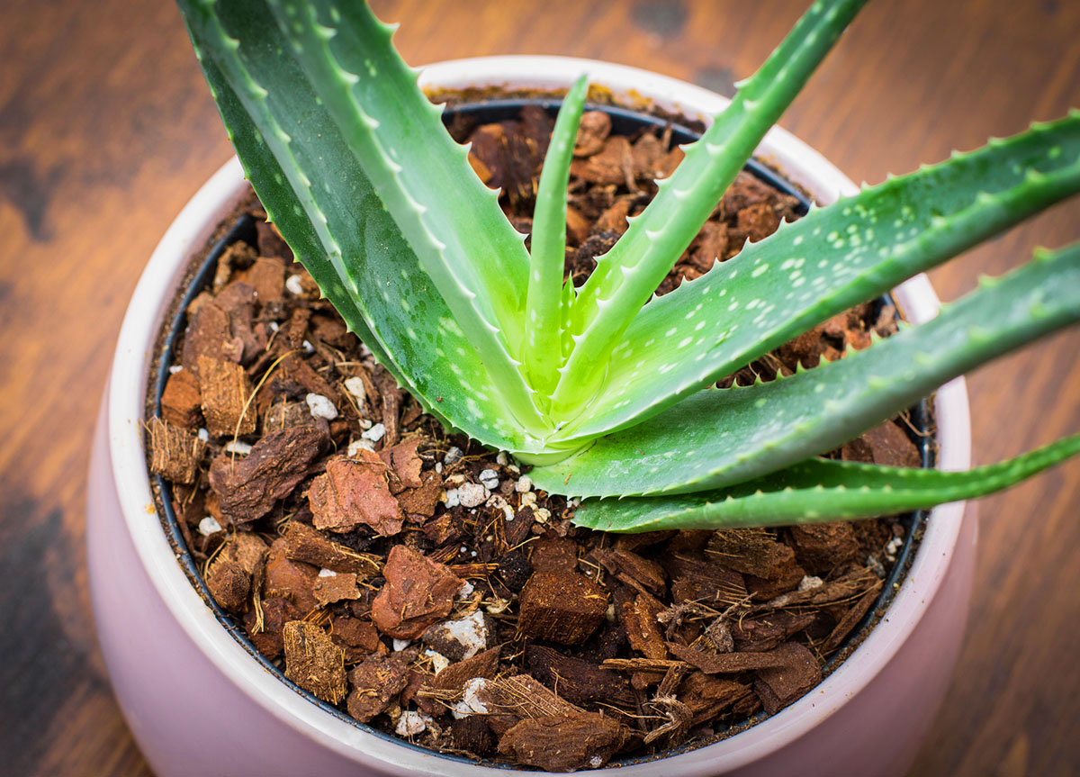 Les meilleurs pots pour les plantes d'aloès