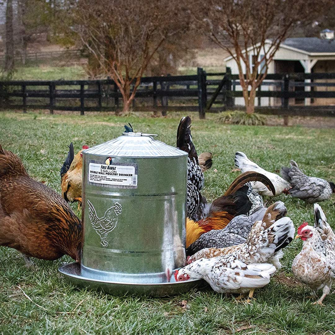 11 choses dont vous avez besoin si vous élevez des poules dans votre jardin-4