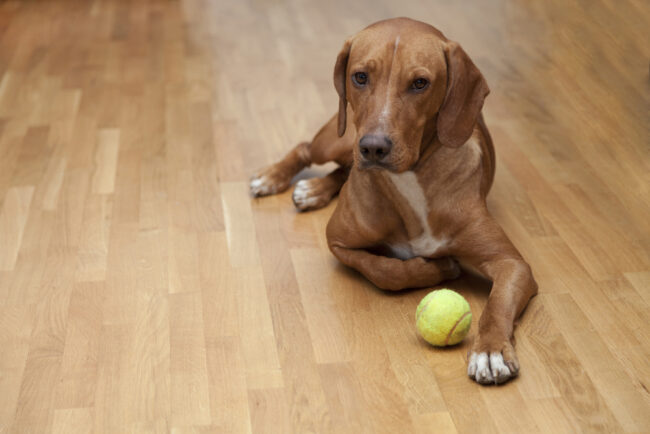 Le meilleur revêtement de sol pour chiens qui résistera au fil des années