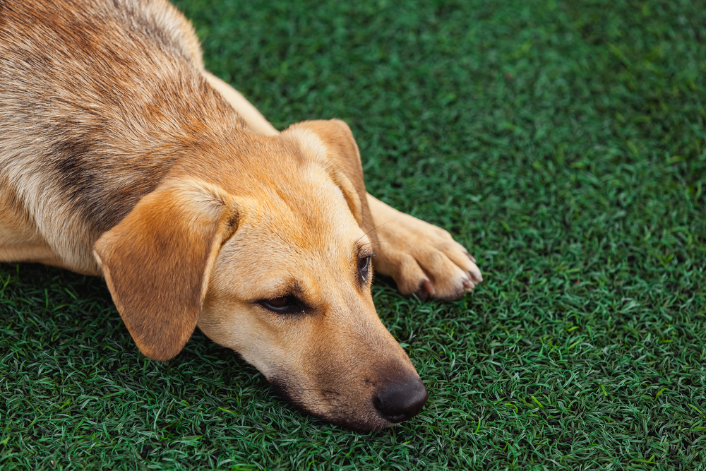 Le meilleur gazon artificiel pour chiens-1