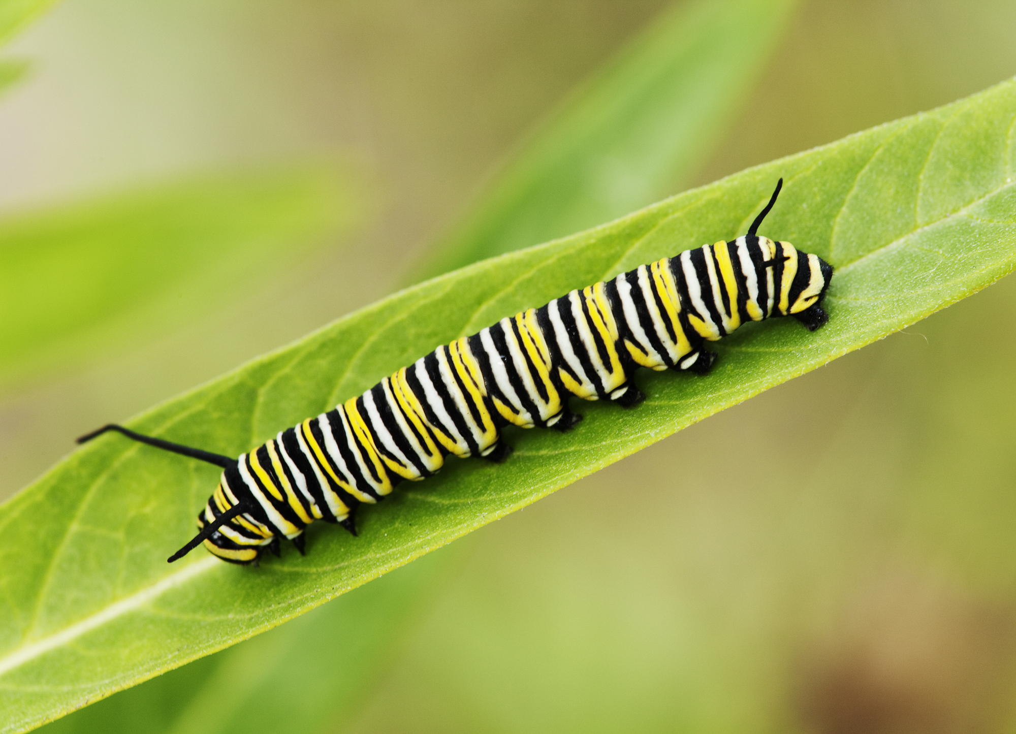 Pourquoi vous devriez vous soucier du déclin de la population de papillons monarques-2