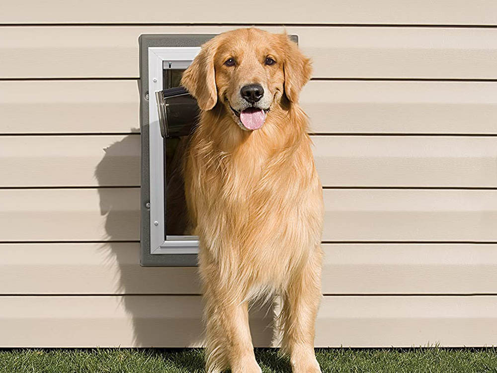 Les meilleures portes pour chiens d'aujourd'hui