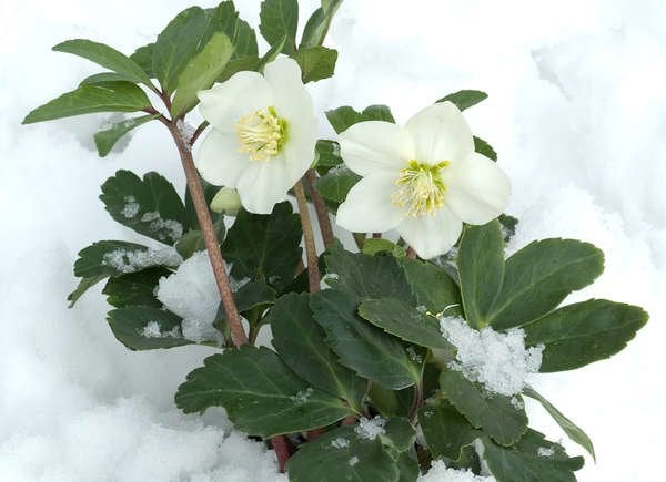 Les 20 meilleures plantes d'hiver pour un attrait extérieur tout au long de l'année-10