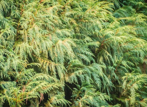 Les 20 meilleures plantes d'hiver pour un attrait extérieur tout au long de l'année-5