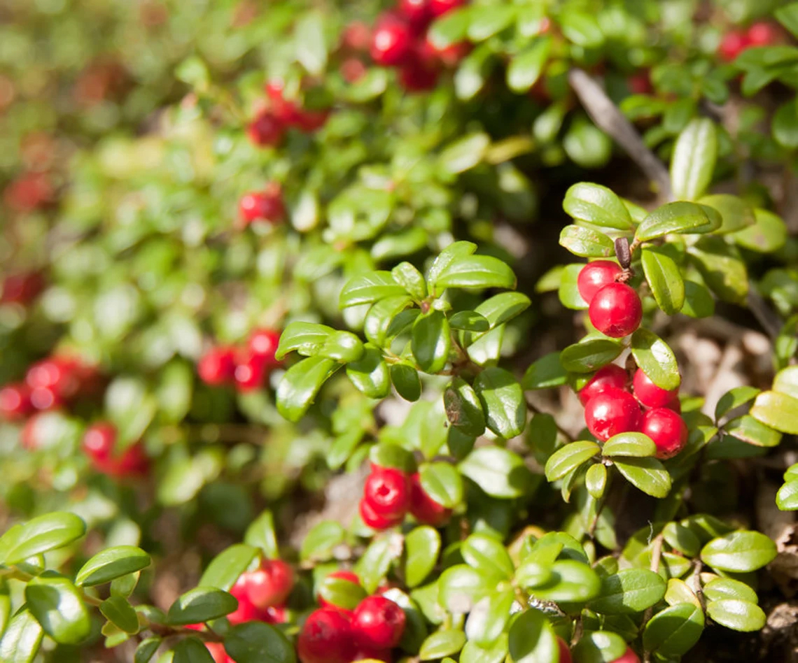 Les 20 meilleures plantes d'hiver pour un attrait extérieur tout au long de l'année-16