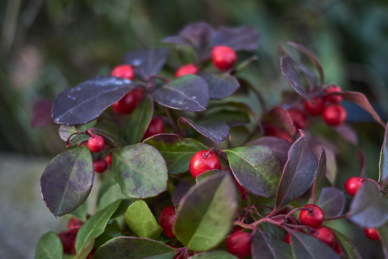 Les 20 meilleures plantes d'hiver pour un attrait extérieur tout au long de l'année-18