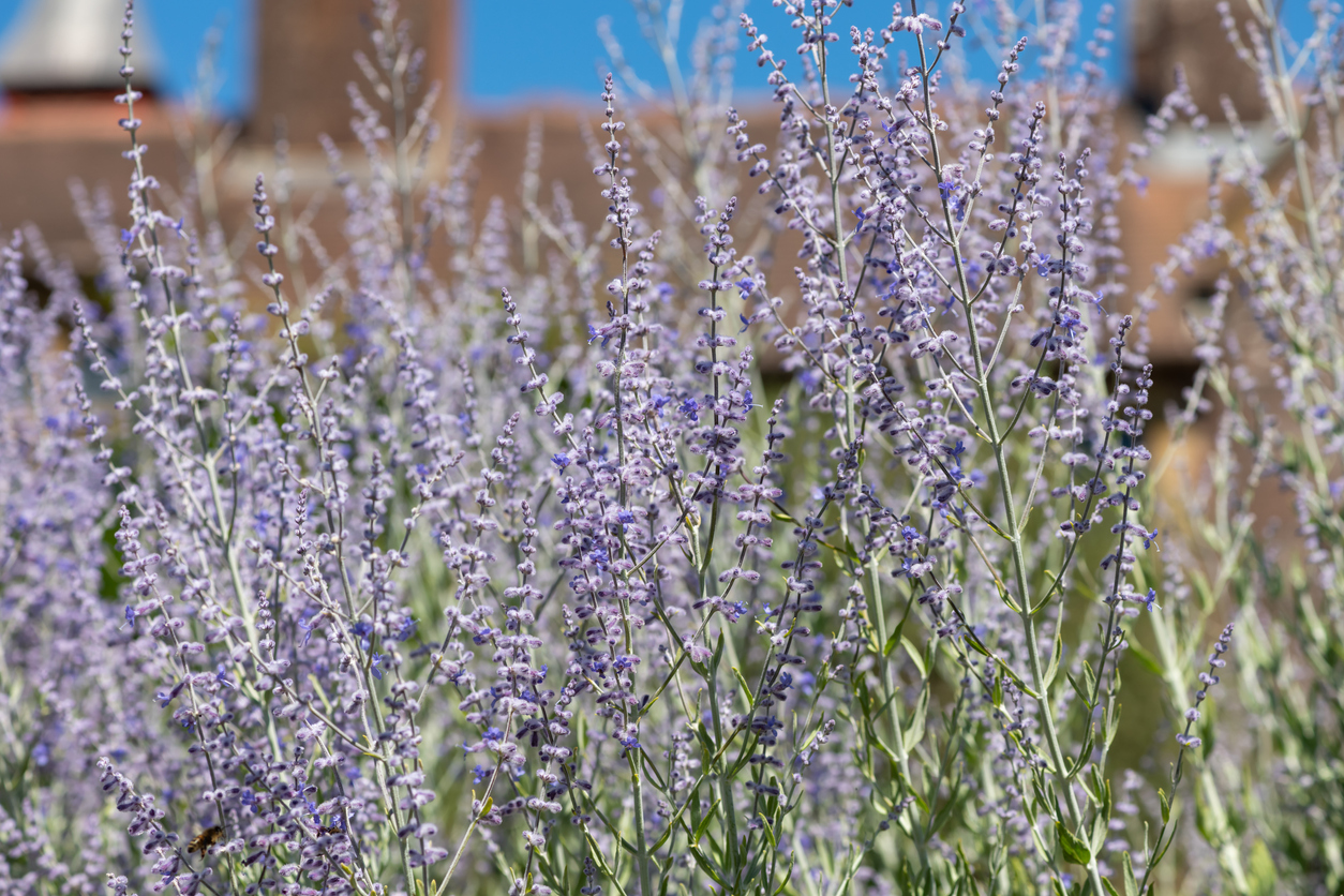 Les 20 meilleures plantes d'hiver pour un attrait extérieur tout au long de l'année-17