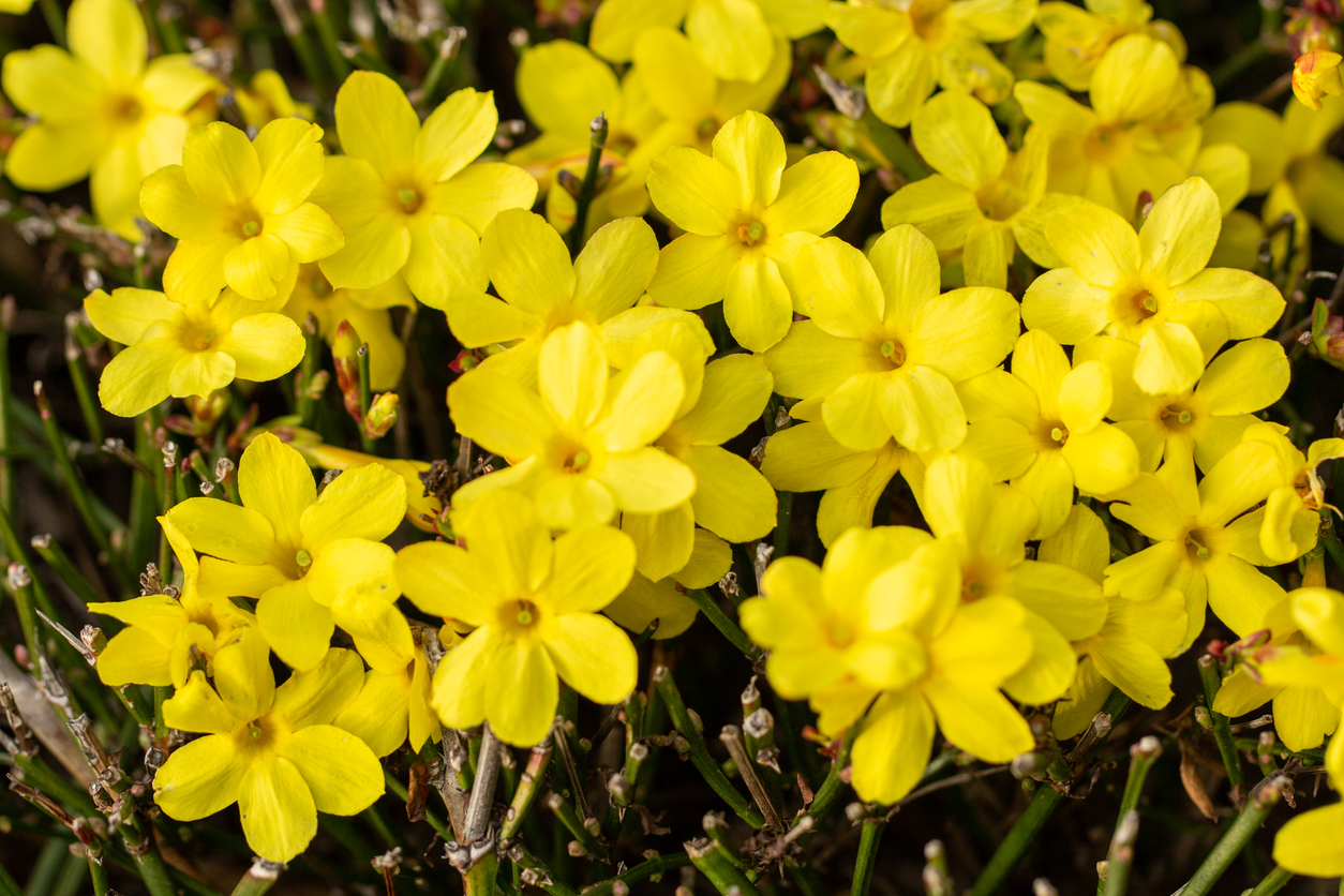 Les 20 meilleures plantes d'hiver pour un attrait extérieur tout au long de l'année-11