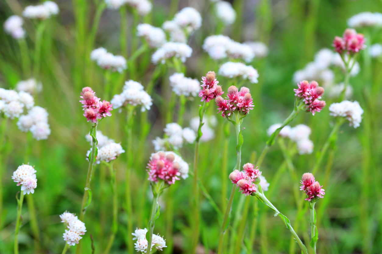 Les 20 meilleures plantes d'hiver pour un attrait extérieur tout au long de l'année-8