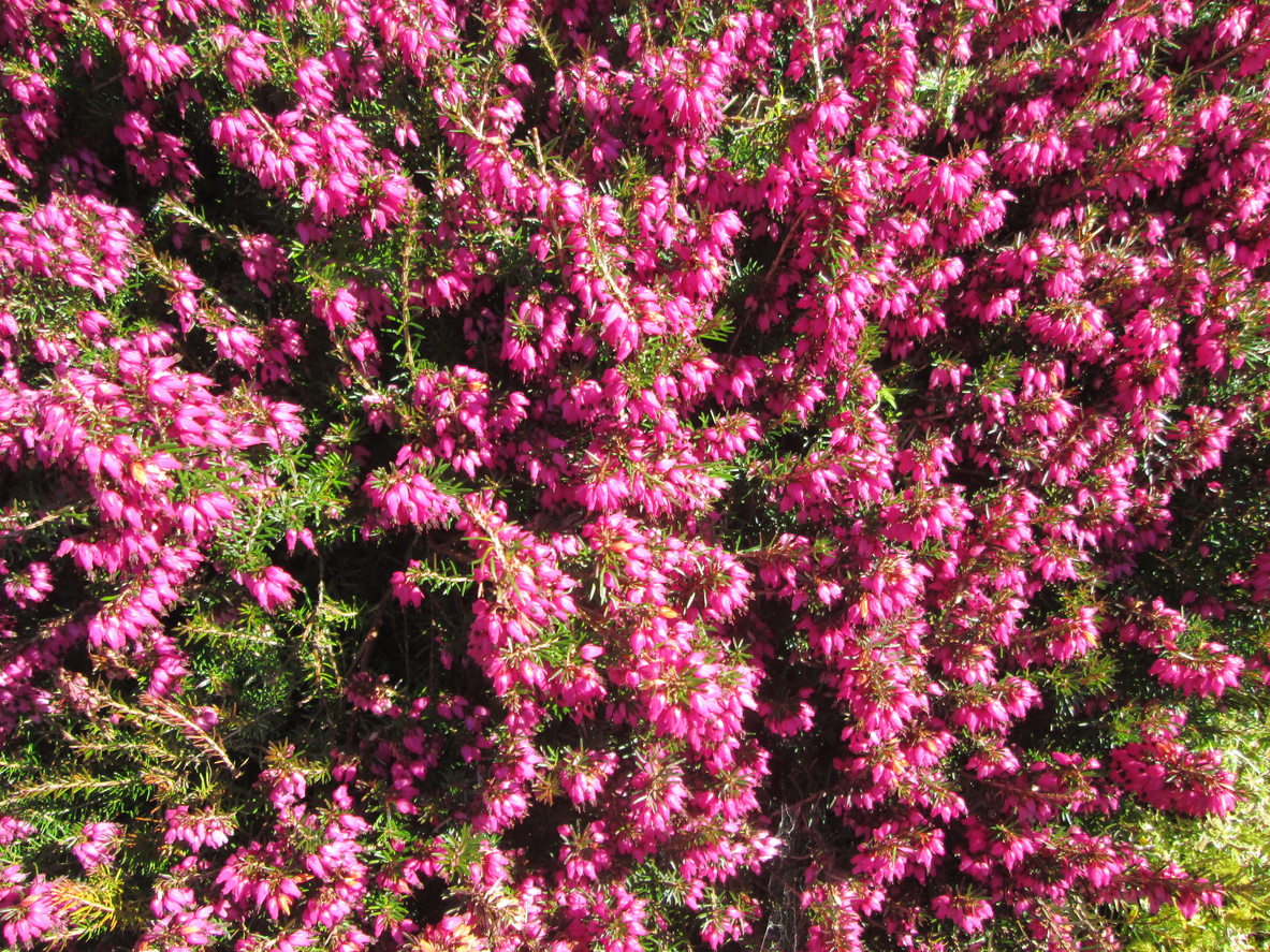 Les 20 meilleures plantes d'hiver pour un attrait extérieur tout au long de l'année-15