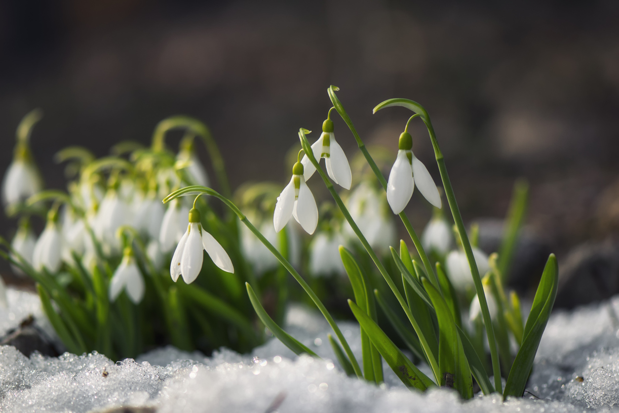 Les 20 meilleures plantes d'hiver pour un attrait extérieur tout au long de l'année-9