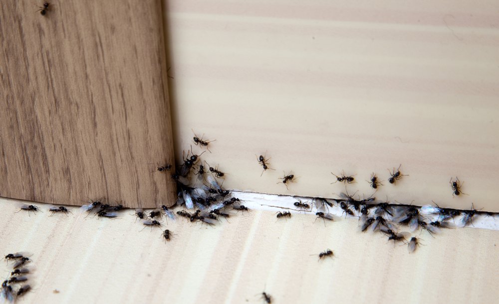 Les meilleurs tueurs de fourmis