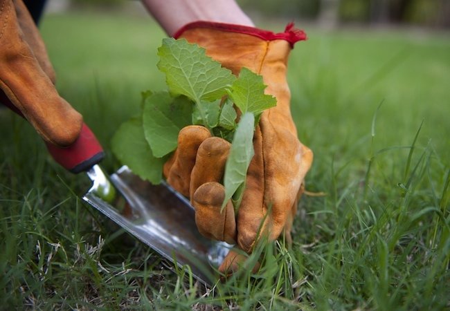 7 choses à faire au printemps pour une pelouse saine et magnifique toute l'année-5