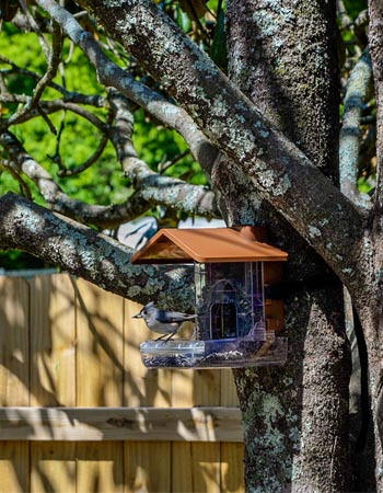 J'ai fabriqué une mangeoire à oiseaux intelligente pour moins de 1 TP4T100 et je peux voir qui est venu sur la caméra