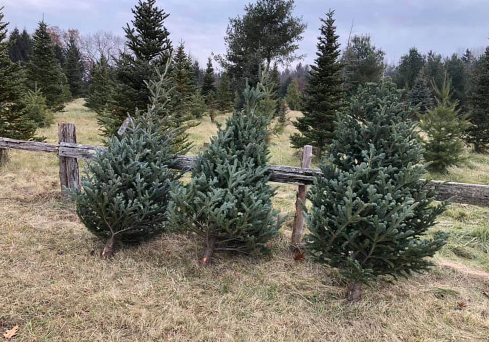 Les 11 meilleurs services de livraison de sapins de Noël-3