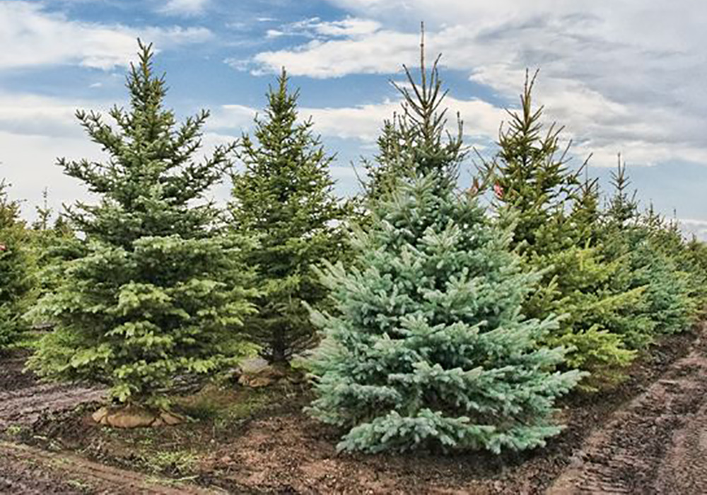 Les 11 meilleurs services de livraison de sapins de Noël-4