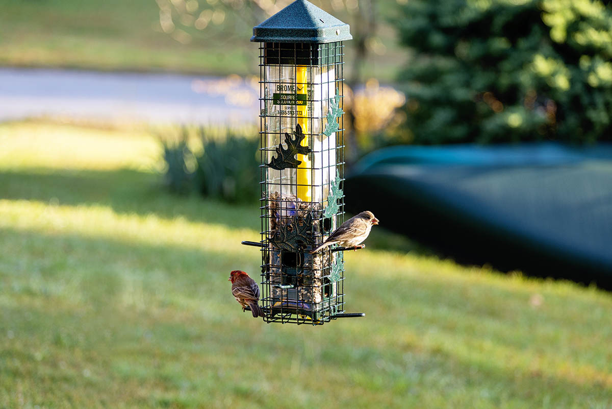 Les meilleures mangeoires pour oiseaux, testées et évaluées-1