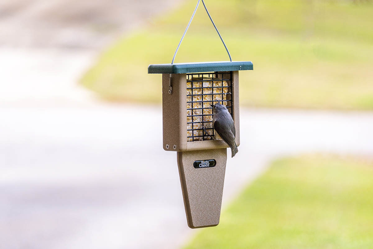 Les meilleures mangeoires pour oiseaux, testées et évaluées-2