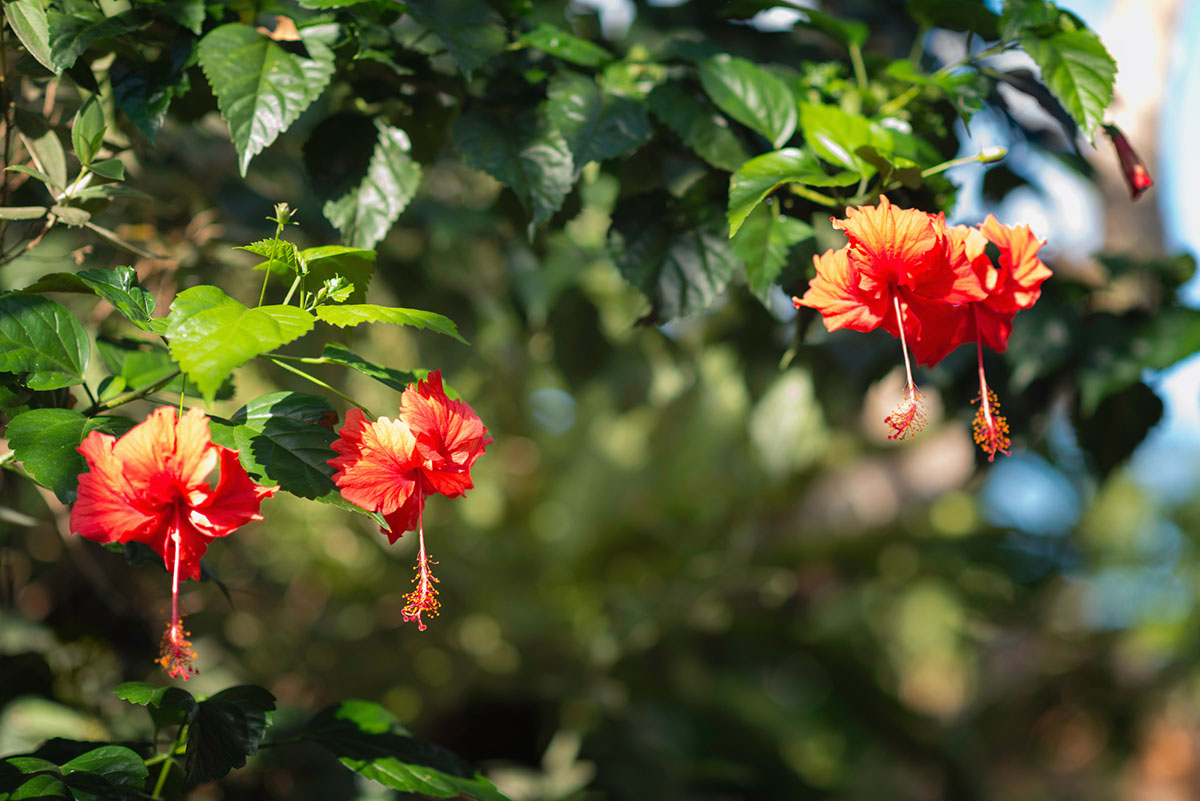 Les meilleurs engrais pour les plantes d'hibiscus