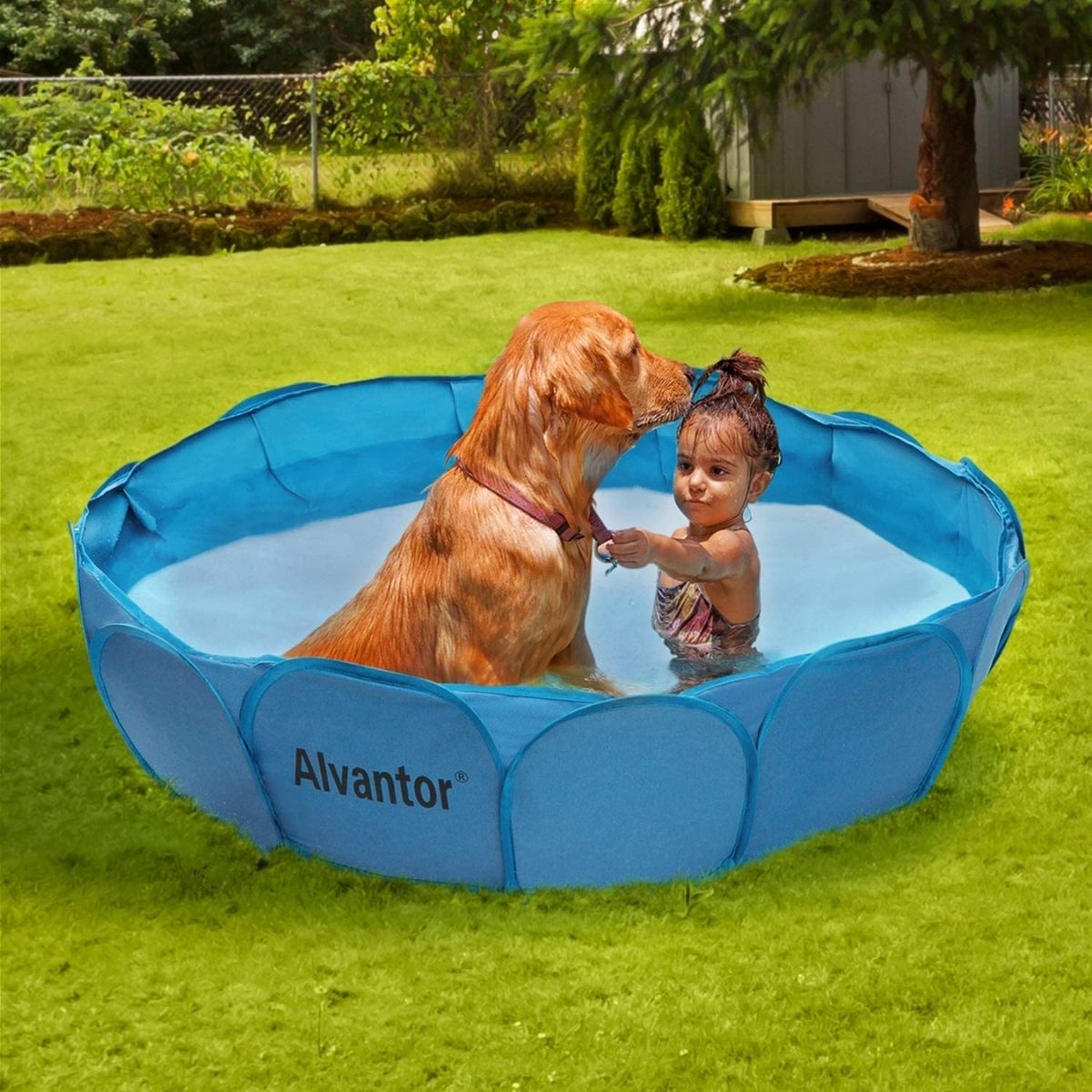 Les meilleures piscines pour chiens-7