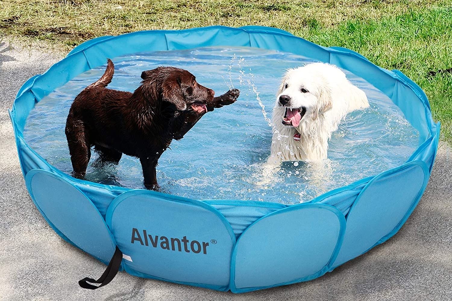 Les meilleures piscines pour chiens-1